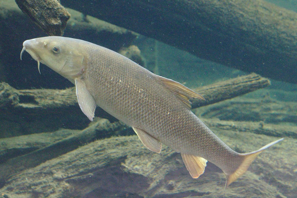 2017-07-02 AT Wien 13 Hietzing, Tiergarten Schönbrunn, Barbus barbus